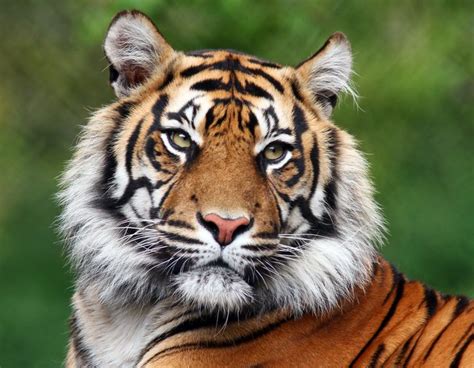 Tiger Portrait Denise Coyle Photography Animals Birds And Fish