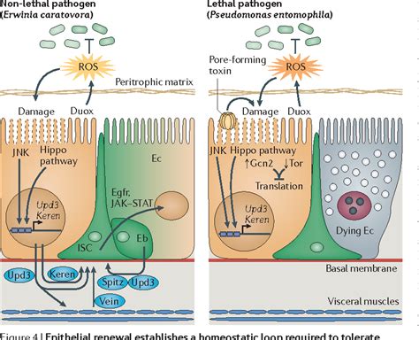 Gut Homeostasis In A Microbial World Insights From Drosophila