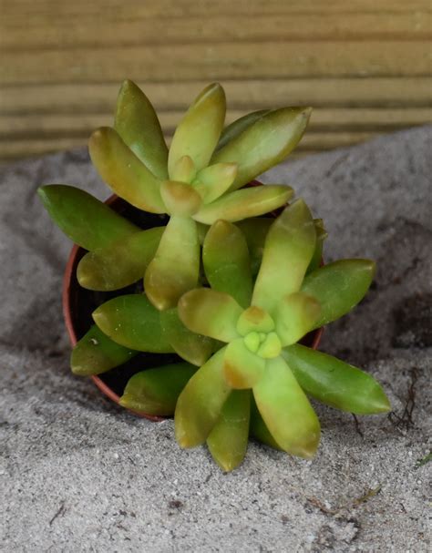 2 Inch Succulent Crazy Plants Crazy Critters