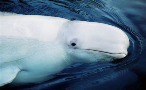 10 Interesting Facts About Beluga Whales