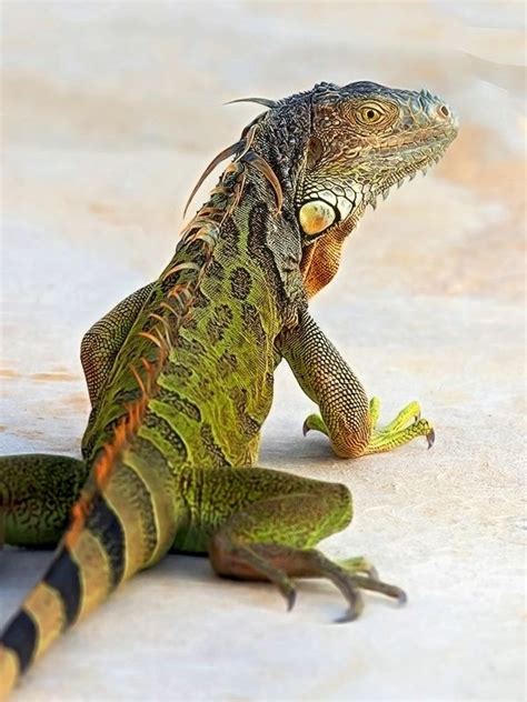 Green Iguanathe Most Beautiful Of All I Had One For 10 Yearsbest