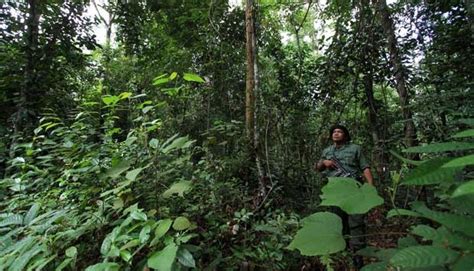 Gambar Hutan Hujan Tropis Di Indonesia Blacki Gambar