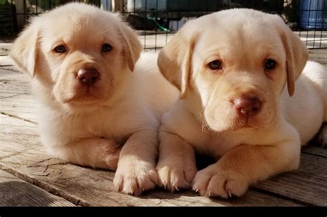 Akc Houston Labs Labrador Retriever Puppies For Sale Born On 05102019