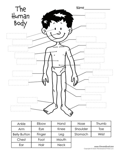 Printable Body Parts Cut And Paste