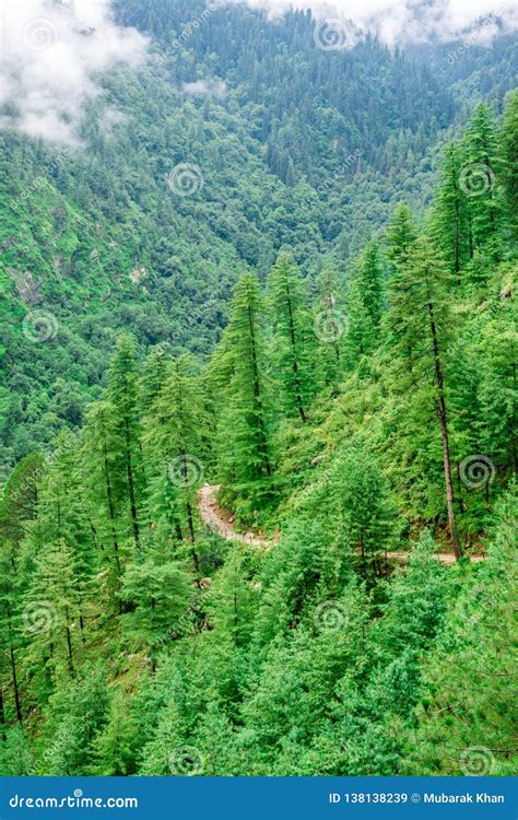 Landscape Of Deodar Tree In Himalayas Sainj Valley Kullu Himachal