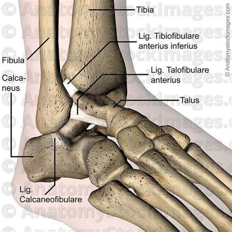 Anatomy Stock Images Ankle Ligaments Lateral Ligament Ligamentum