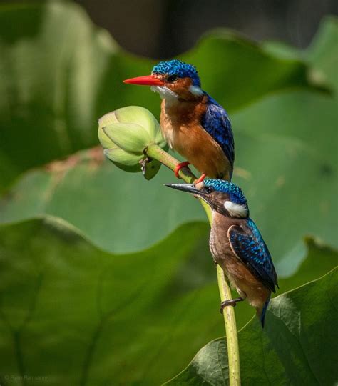 Malachite Kingfisher Parent And Juvenile On Lotus Flower