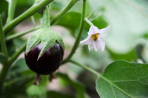 How To Start Brinjal Farmingeggplant In West Bengal Planting To