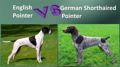 English Pointer Vs German Shorthaired Pointer Breed Comparison Youtube