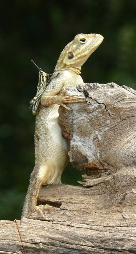 40 Funny Wild Animal Pictures To Make Your Day