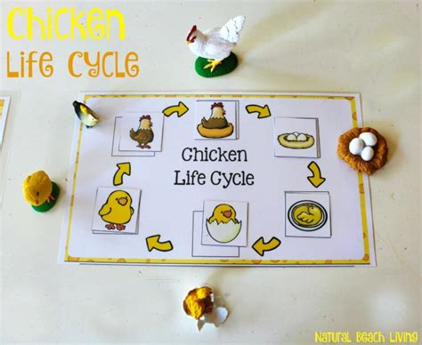 Free Printable Life Cycle Of A Chicken Free Printable