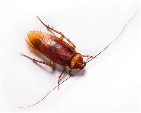 Cockroach Pest Control Perth