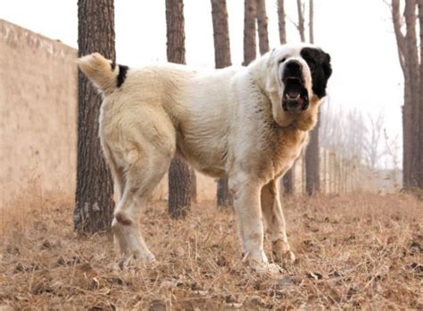 世界最強牧羊犬，其貌不揚卻可擊敗藏獒：中亞牧羊犬真神 每日頭條