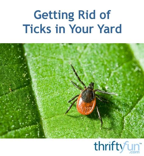 What's the best practice when it comes to grading projects? Getting Rid of Ticks in Your Yard | ThriftyFun