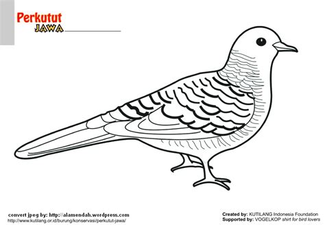 Kartun Gambar Sketsa Burung Merpati Terbang Bird Icon Animal Symbol
