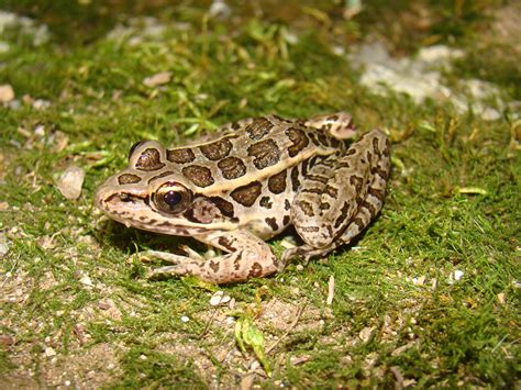 Pickerel Frog Lithobates Palustris Amphibians And Reptiles Of Louisiana