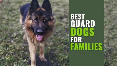 Brilliant And Best Guard Dogs For Families Petmoo
