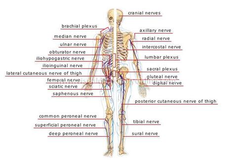 Want to learn more about it? Parasympathetic nervous system | Peripheral nervous system, Human body nervous system, Human ...