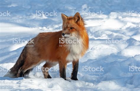 Beautiful Red Fox In Winter Stock Photo Download Image