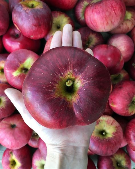9 Tasty Apple Varieties You Should Try • Insteading Apple Varieties