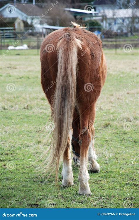 Back Of A Horse Vertical Royalty Free Stock Image Image 6063266