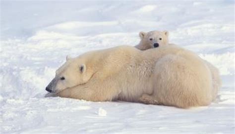 Differences Between Male And Female Polar Bears Animals