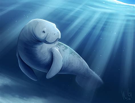 Manatee By Themeeplord On Deviantart