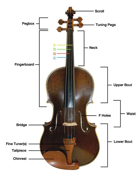 Parts Of The Viola Get