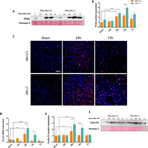Proliferation Rates Are Increased In The Livers Of Ahr Mice After