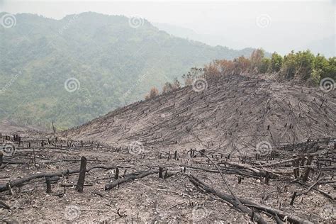 Deforestation After Forest Fire Natural Disaster Laos Stock Image