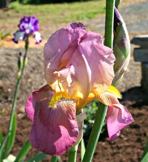 Iris Flower Pictures Home Garden Joy