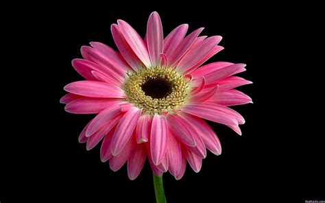 Beautiful Pink Daisy Wallpapers Hd Wallpapers Id 5748