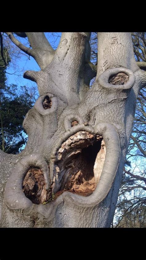 This Screaming Tree Will Haunt Your Dreams Mtv