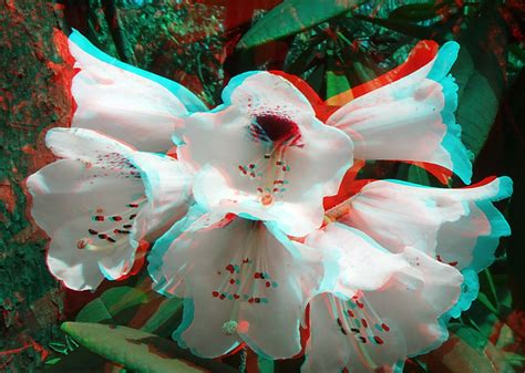 Flowers 3d Anaglyph Red Blue Or Cyan Glasses To View