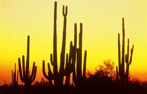 Wallpaper Sunset Desert Cacti Images For Desktop Section природа