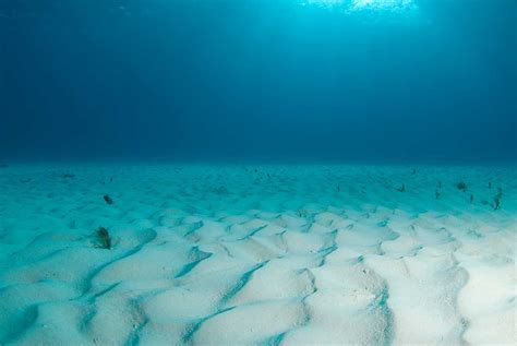 What Does The Bottom Of Ocean Floor Look Like