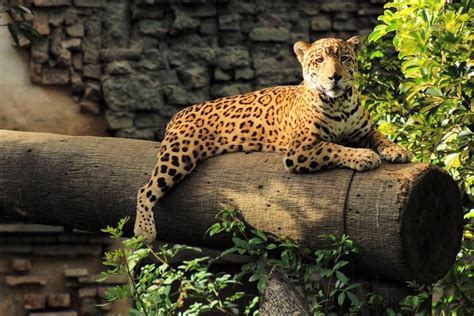 Pide al g20 poner fin al comercio de vida silvestre. No más dolor de colmillos para los jaguares del Zoo La ...
