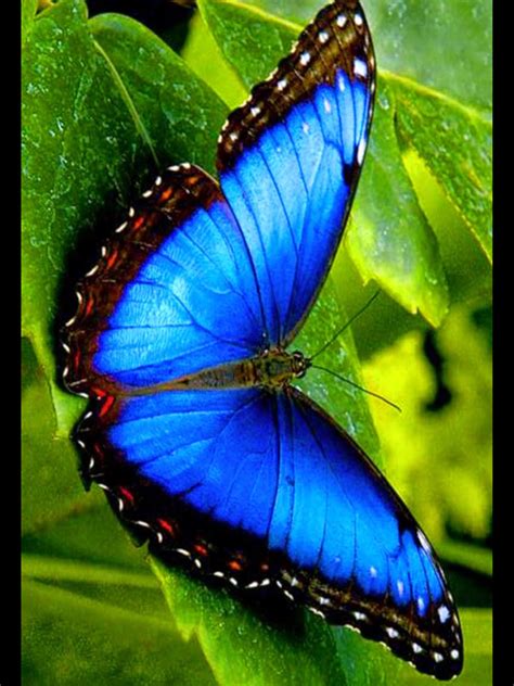 Pin By Lucille Nuanes On Butterflies Butterfly Photos Butterfly Pictures Beautiful Butterflies