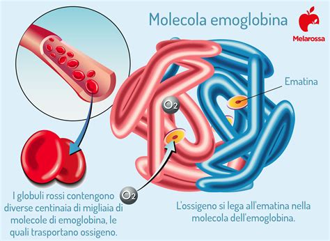 Emoglobina Alta E Bassa Sintomi Cosa Fare E Valori Normali Mobile
