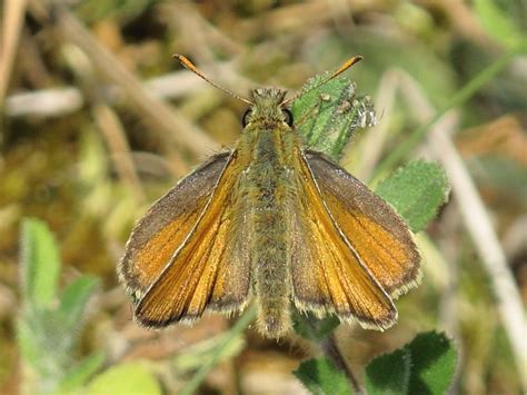 Butterfly Small Skipper Thymelicus Sylvestris Wildlife Insight