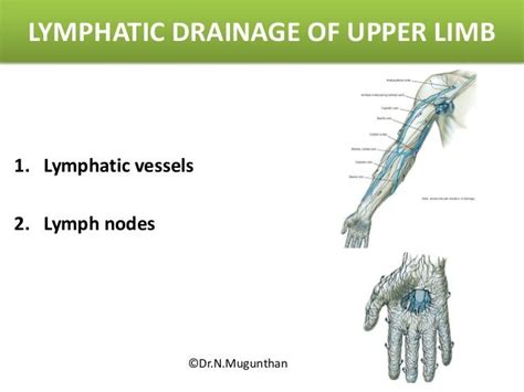 Venous Andlymphatic Drainage Of Upper Limb Drnmugunthan