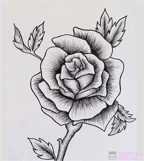 Como Dibujar Una Rosa Facil A Lapiz Como Dibujar Reverasite