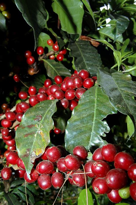 Popayan is a beautiful, peaceful, white washed colonial town in southern colombia. very nice coffee harvest. Picture taken in Colombia ...