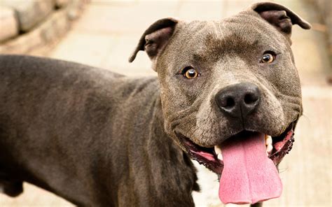 What Happened To Pit Bulls Rescued From Michael Vicks Dog Fighting