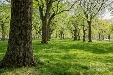 Trees In Central Park New York City Photograph By Mel Ashar Pixels