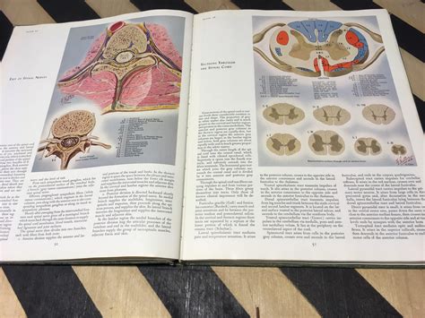 The Ciba Collection Of Medical Illustrations Volume I Nervous System