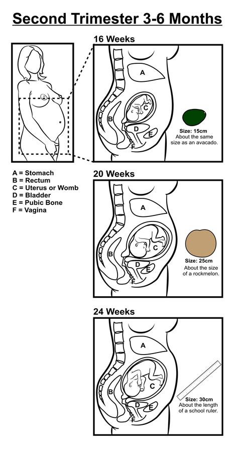 Pregnancy Illustrations In Trimesters Liferay Dxp