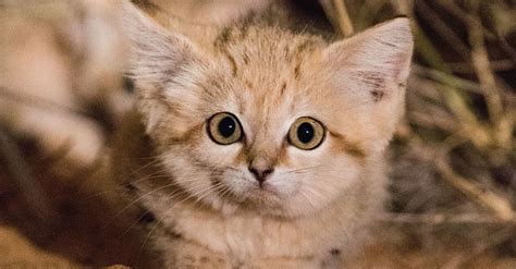 Wild Sand Kittens Caught On Video Are Almost Too Cute To Be Real Huffpost