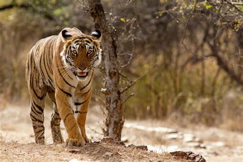 Bangladesh Forest Officials Target Zero Tiger Poaching