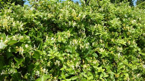 LONICERA Japonica Hall Prolific